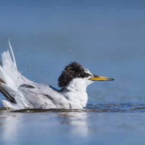 little tern shower