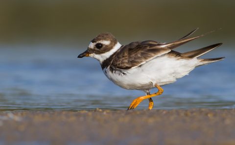 The ring plover “on the run”