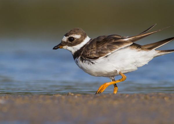 The ring plover “on the run”