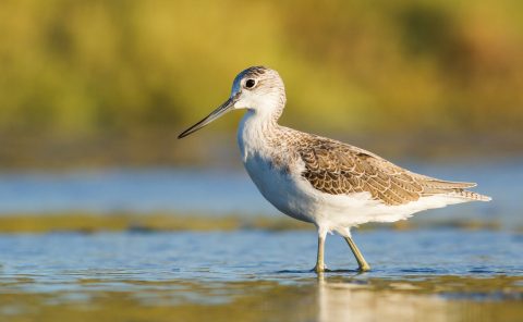 The greenshank it all about the lighting