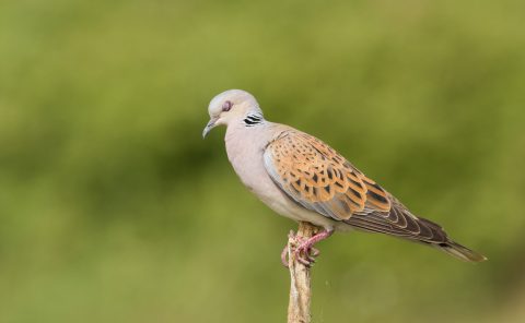 turtle dove sleeping or fast shutter speed ?