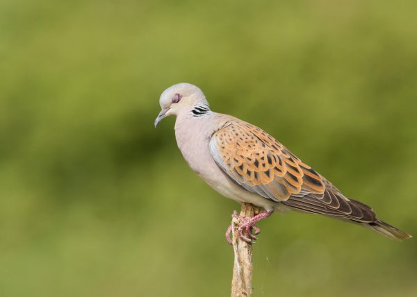 turtle dove sleeping or fast shutter speed ?