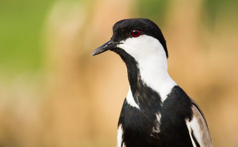 The spur winged plover