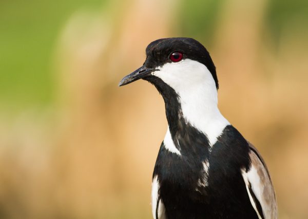 The spur winged plover