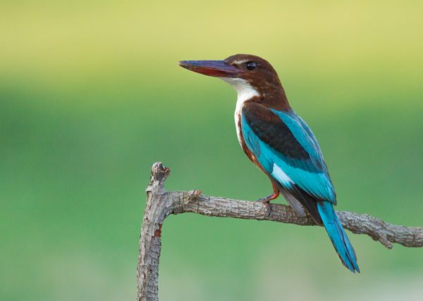 White breasted kingfisher