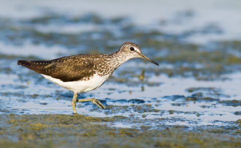 Green sandpiper the muddy water king
