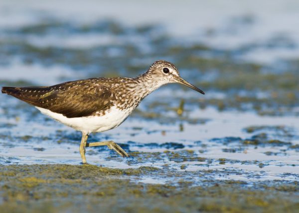 Green sandpiper the muddy water king