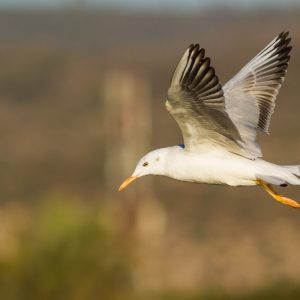 slender billed gull