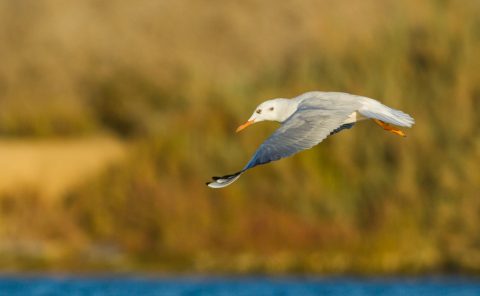 slender billed gull lower winged
