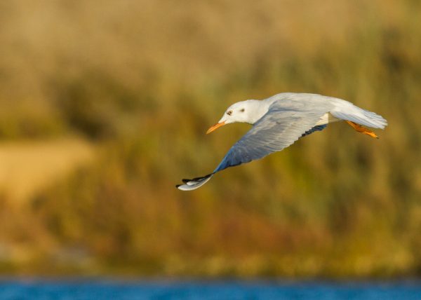 slender billed gull lower winged